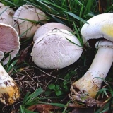 Crveni šampinjon (žutokoži): opis i fotografija